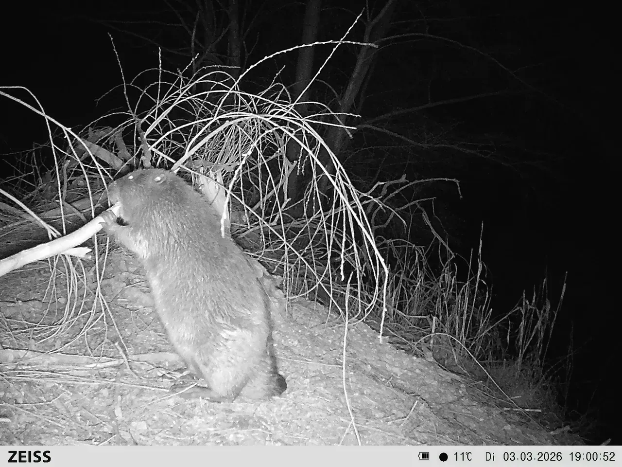 Dem Biber ganz nah - Aufnahme von unserer Wildtierkamera
