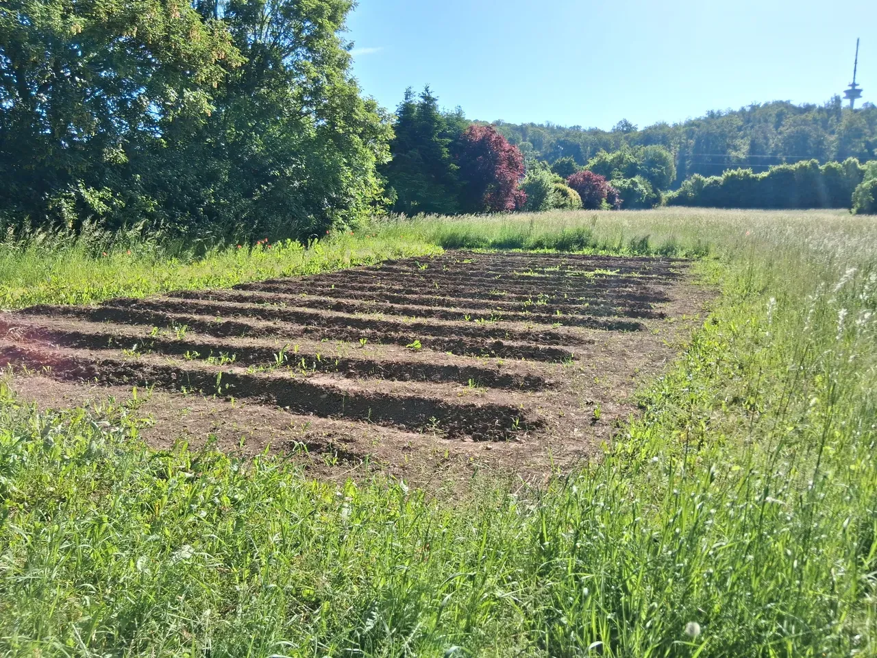 Kartoffelacker