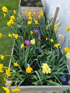 Frühblüher
