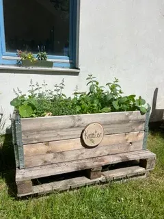 Kräuter